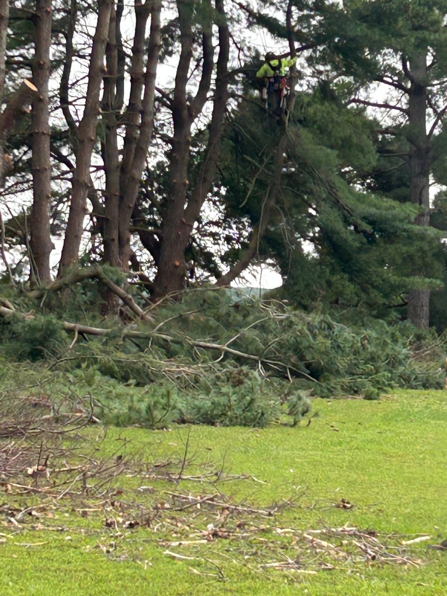Tree Removal and Limbing  for The Whole 9 Yards Landscape VA in Heathsville, VA
