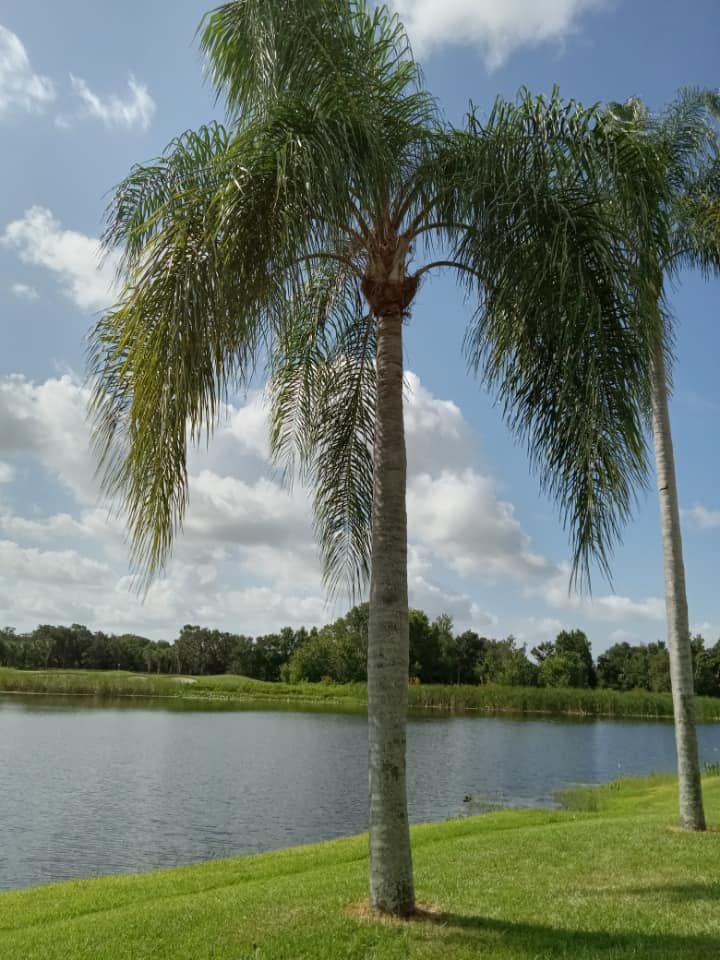Shrub Trimming for The Family Tree Care Services LLC in Florida City, FL