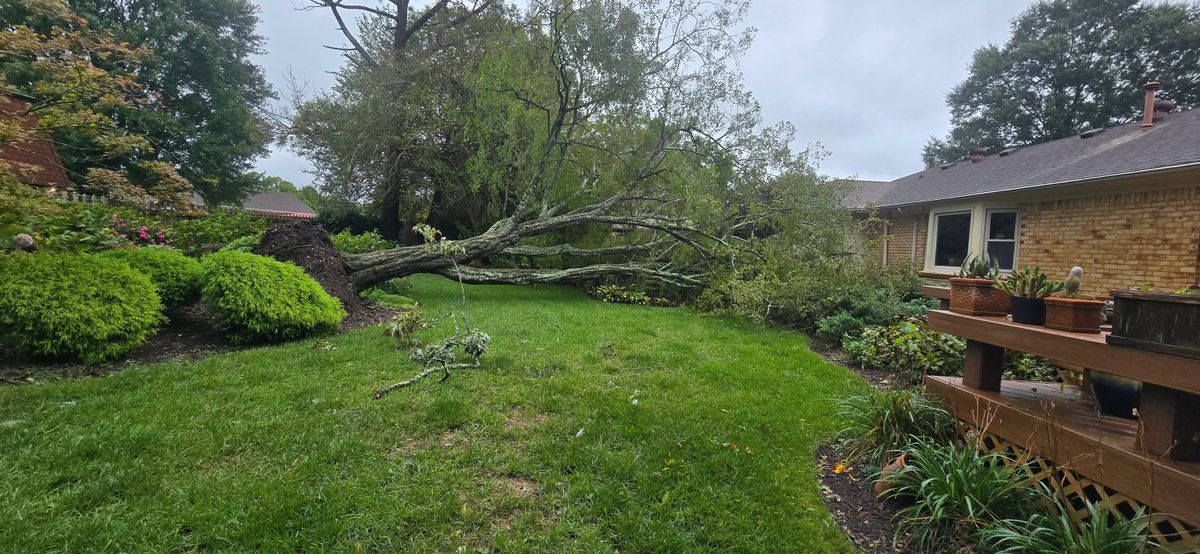 tree service for Beach Tree Care in Virginia Beach, VA