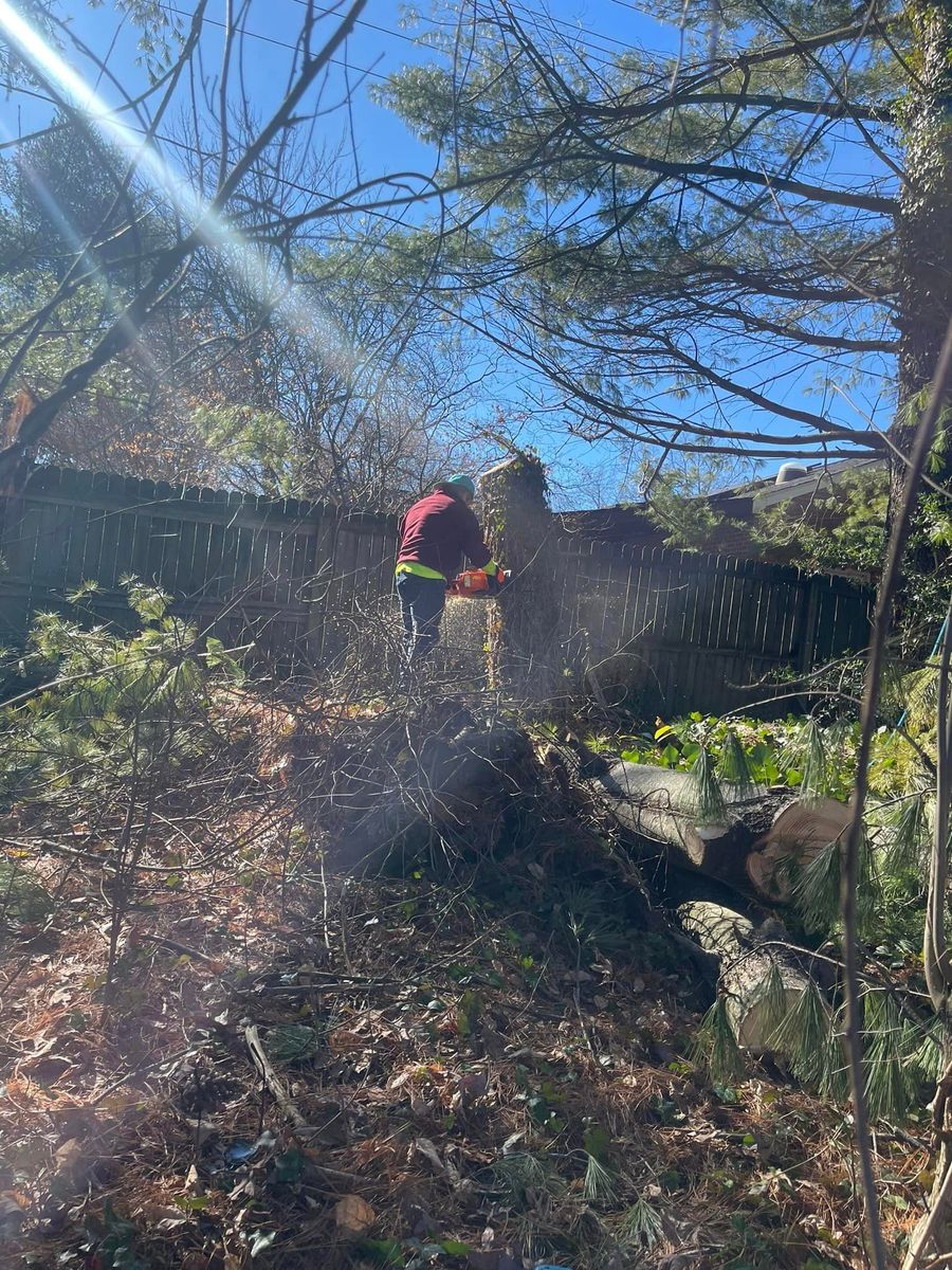 Tree Removal for Ricky's Tree Service & Property Care in Orange, VA