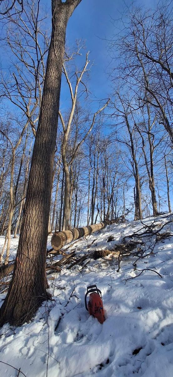 Timber Management for God's Country Timber Management in Hillsdale, MI