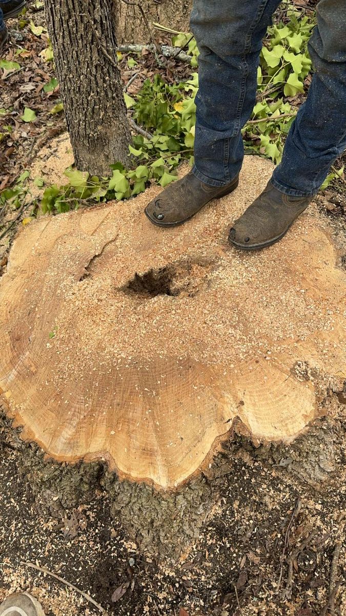 Stump Removal for DW’s Tree Service in Winston-Salem, NC