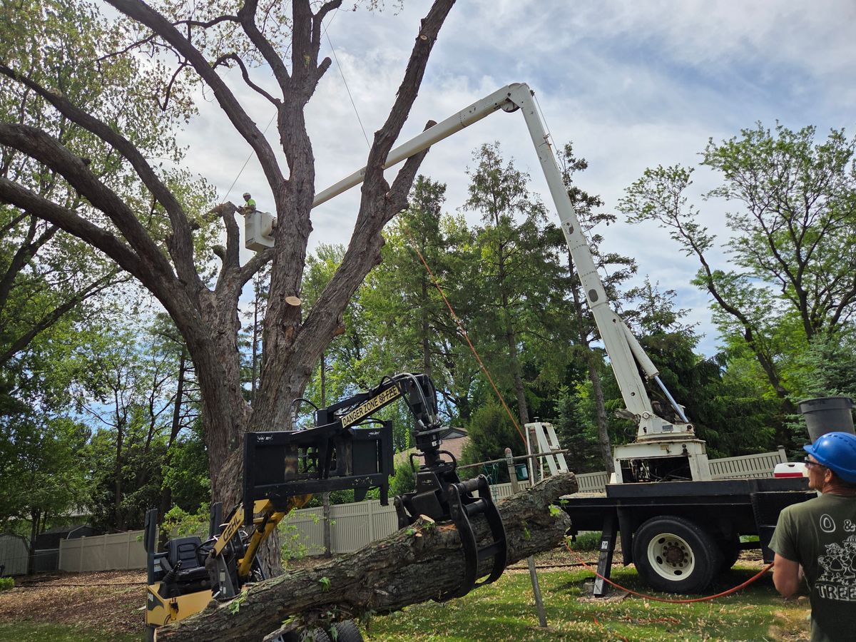 Tree Removal for O&O Tree Service in Rockford, IL