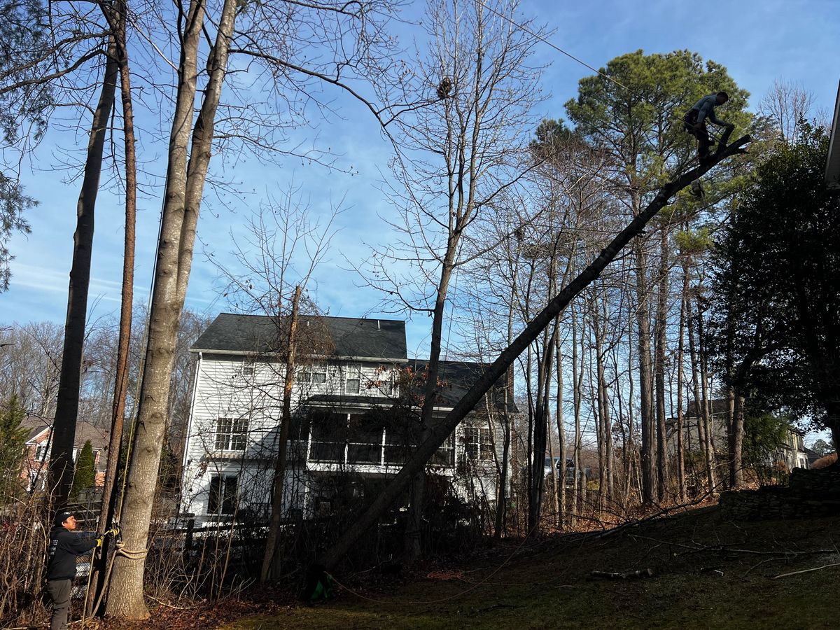 Tree Removal for DIAZ TREE in Stafford, VA