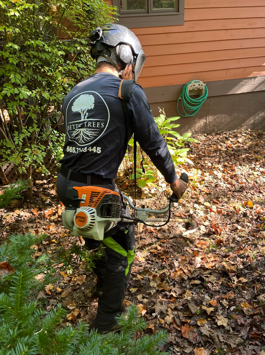 Fall Clean Up for Settle Tree Services in Knoxville, TN