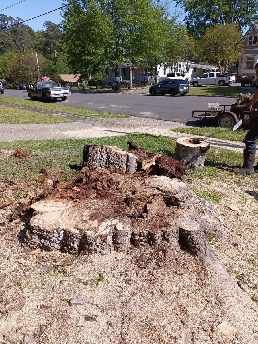 Stump Removal for Millers Tree Service in Saline County, AR