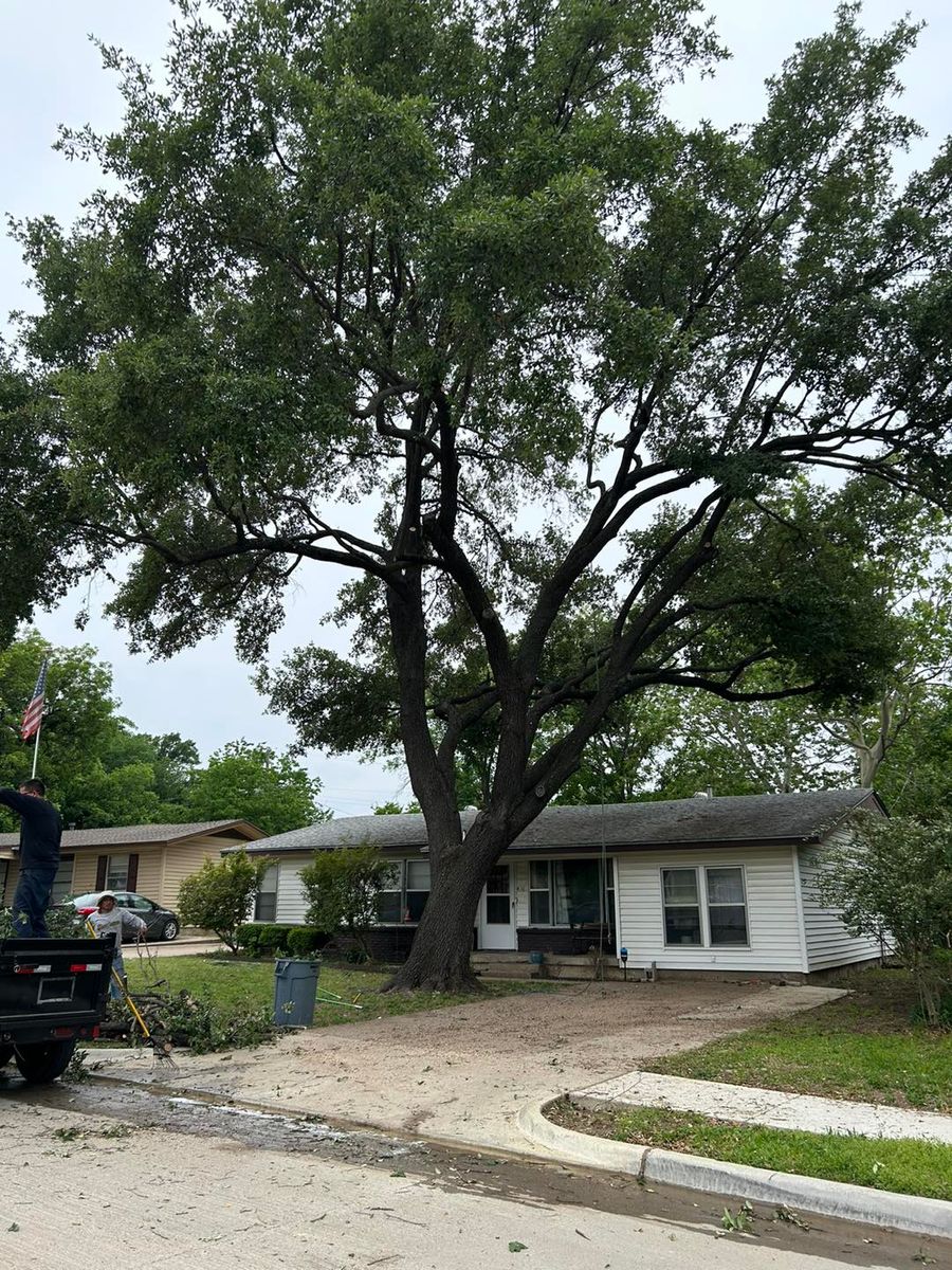 Tree Trimming for Muniz Tree Service in North Richland Hills, TX