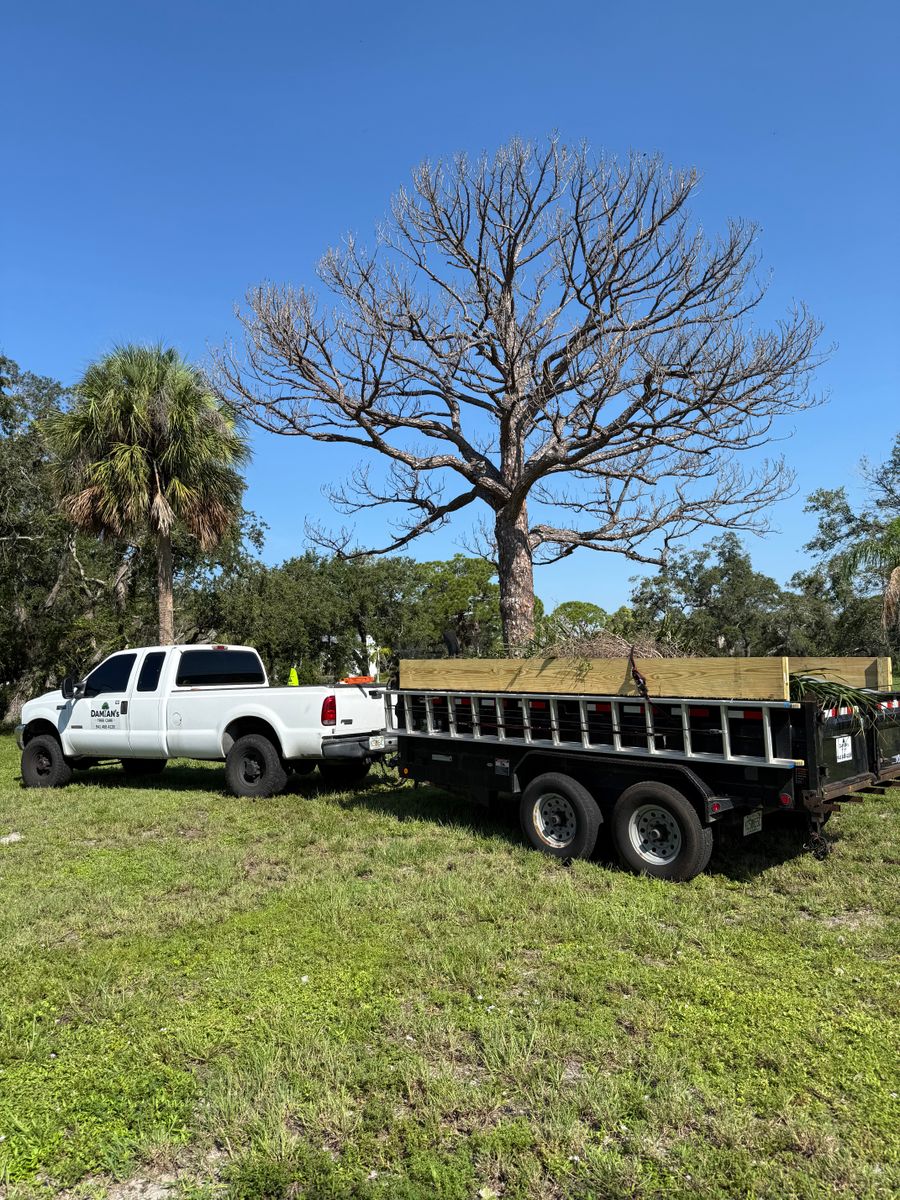 Palm Pruning for Damian’s Tree Care in Sarasota, FL