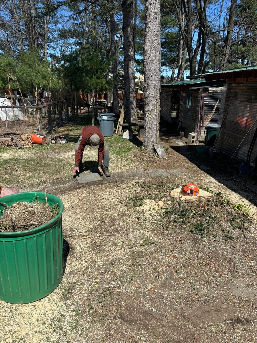 Tree Pruning for T's Trees in Albany, NY