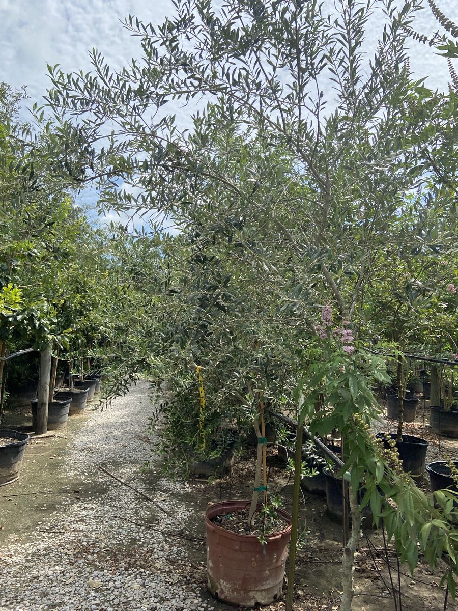 Landscape Installation for Atlas Land Design in Creekside Park, TX