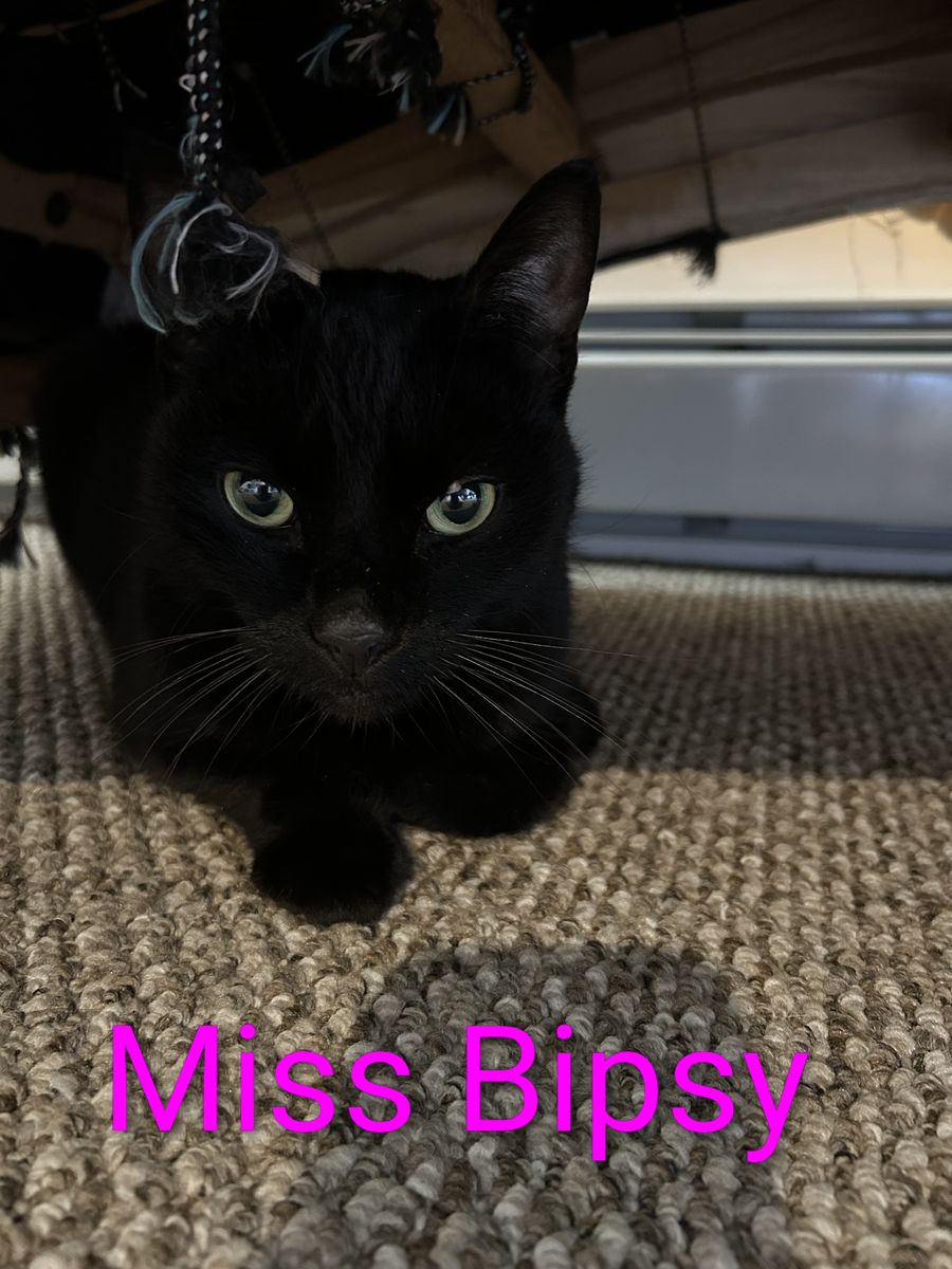 Animal Rescue for Sullivan Sanctuary of Maine in Brunswick, ME