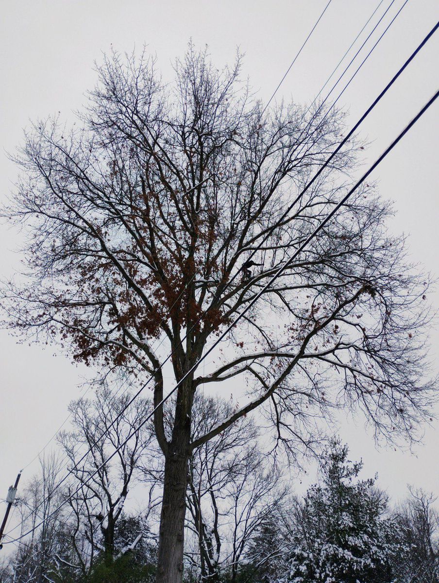 Tree Removal for Kingdom Tree Trimming and Removal LLC in Covington, KY