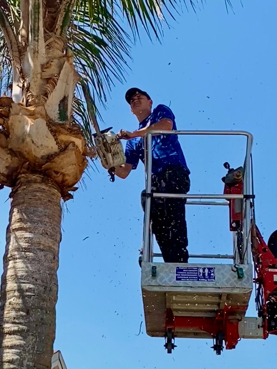 Tree Trimming for Top Notch Tree Experts in Orange Park, FL