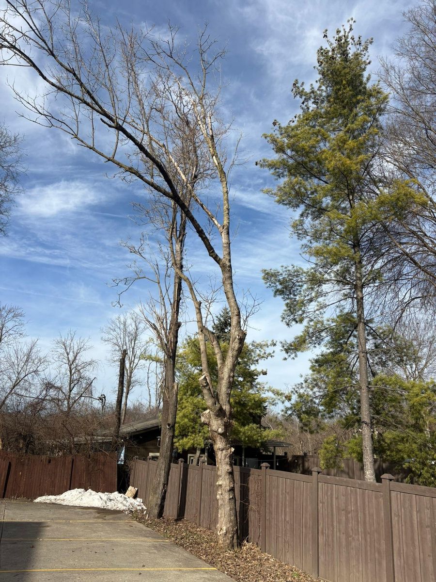 Tree Removal for Dig-It Tree Company in Mason, OH