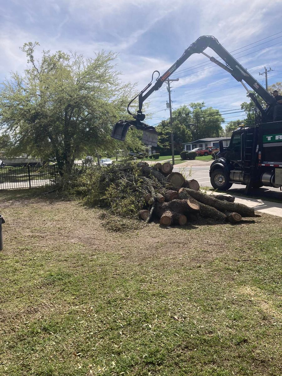 Tree Removal for Top Notch Tree Experts in Orange Park, FL