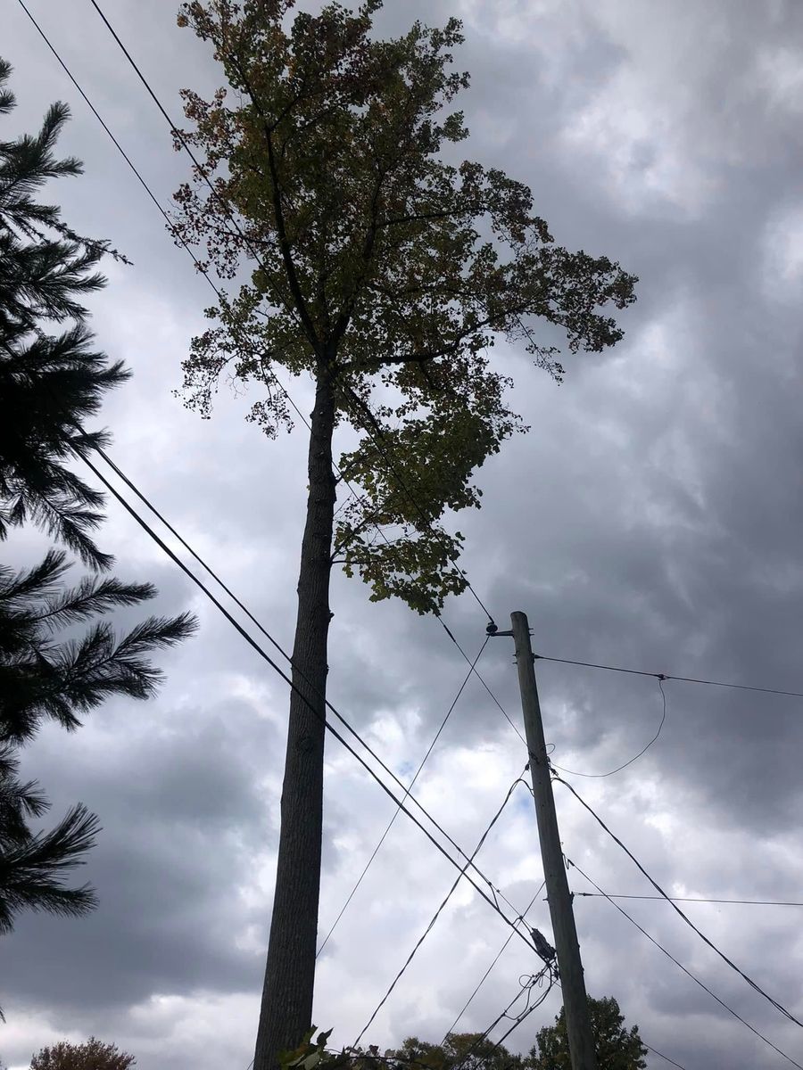 Technical Tree Cutting for All American Tree Services LLC in Dallas, PA