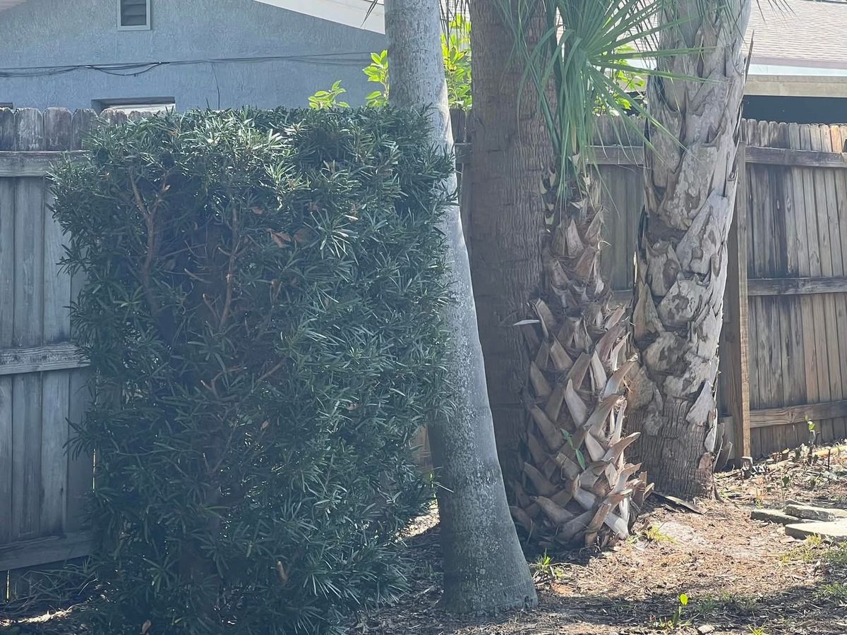 Tree Trimming for Space Coast Property Maintenance and Management LLC in Melbourne, FL