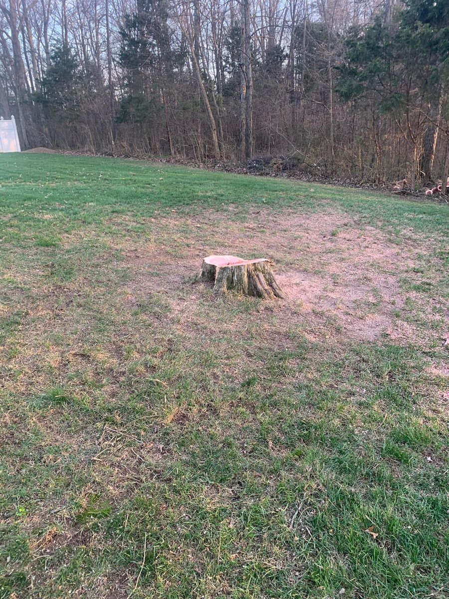 Stump Grinding for Optimum Tree Service And Landscaping in Bowling Green, KY