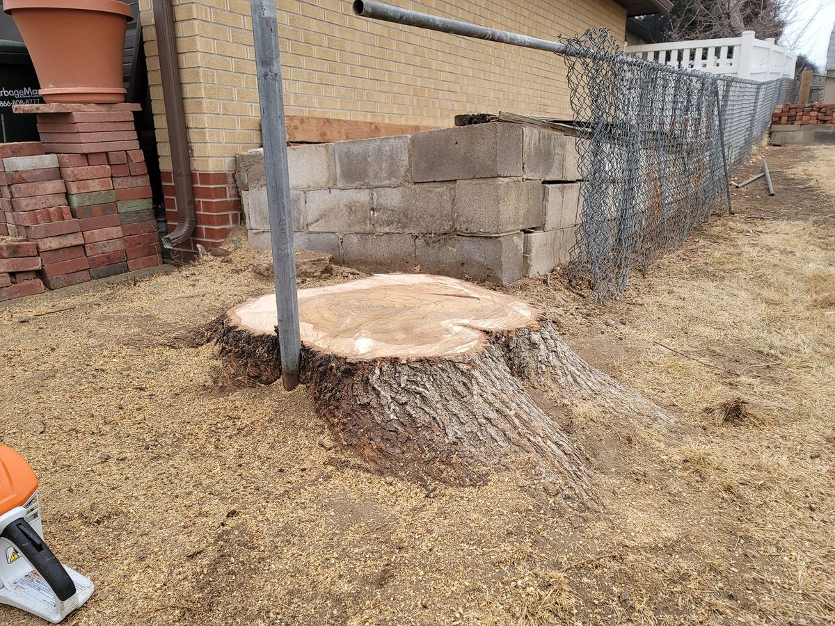 Stump Removal for Sloan Tree Service in Aurora, CO