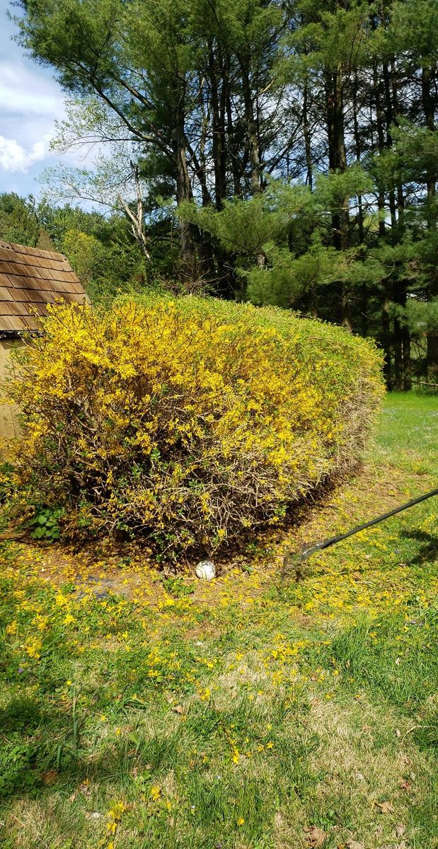 Shrub Trimming for L & A Lawn Care, LLC in Manchester, MD