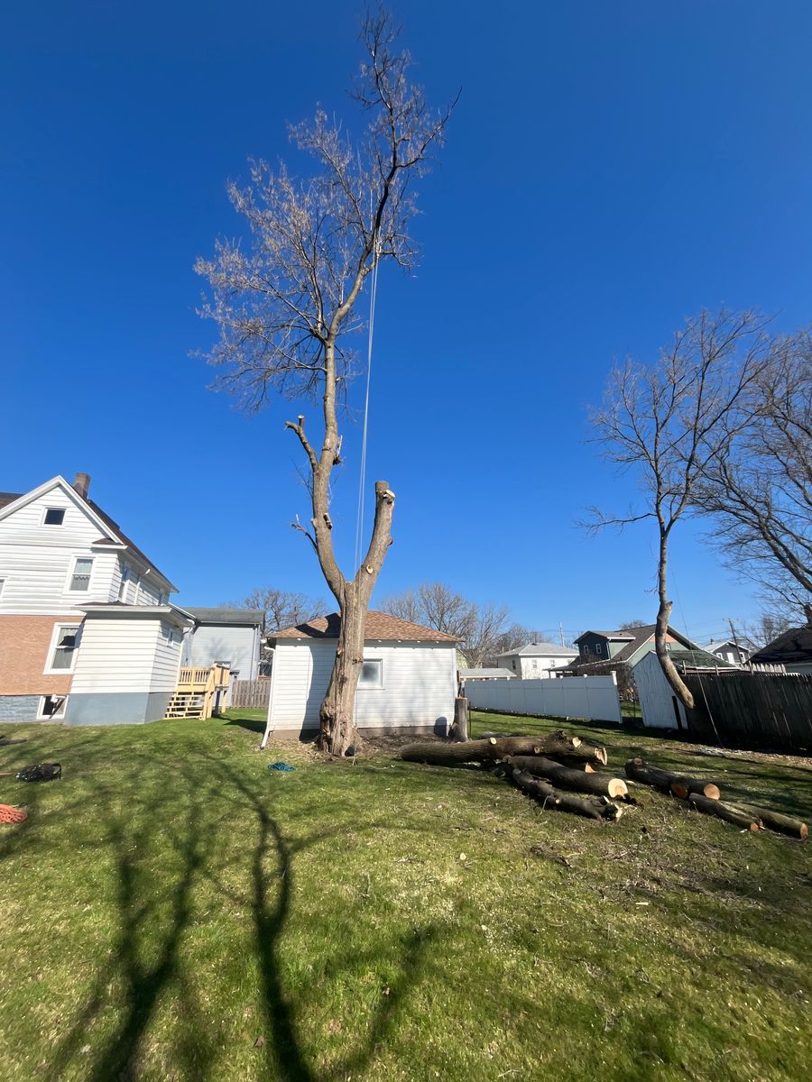 Tree Trimming for Licensed to Cut Tree Service in Athens, PA