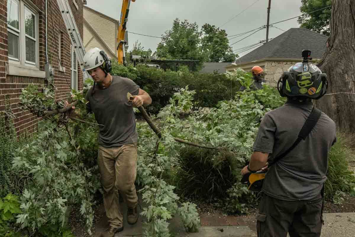 Tree Removal for Forester Tree Care in Tool,  TX