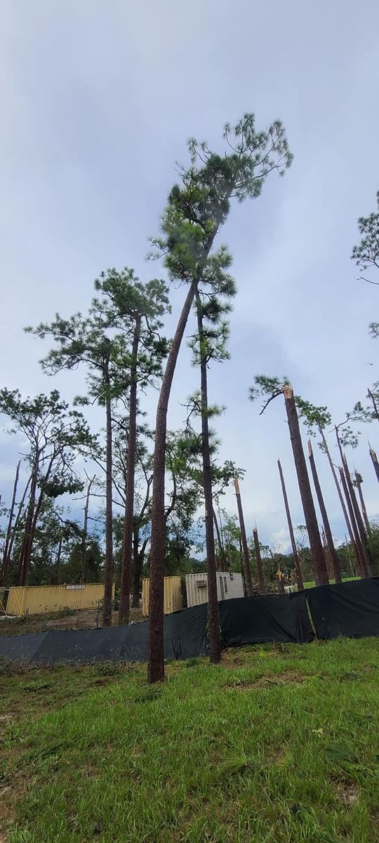 Forestry Mulching for Daniel Hickey’s Tree Service in DeLand, FL