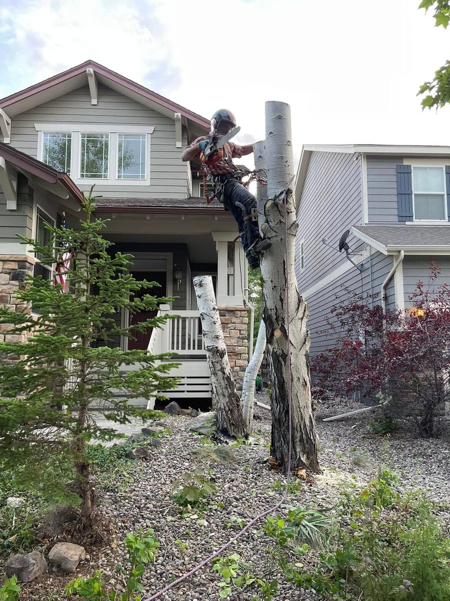 Tree Climbing for Graham’s Tree Services in Pierce, CO