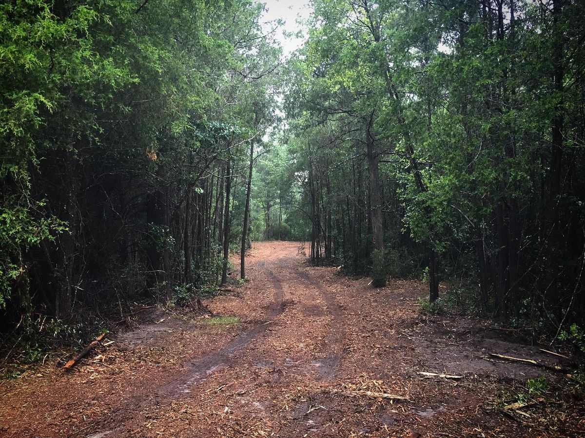 Forestry Mulching for Coldwater Creek Enterprises in Pace, FL