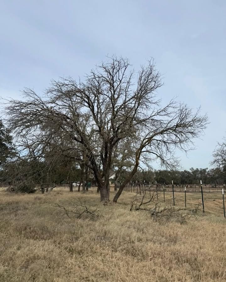 Tree Removal for Oakley’s Stump ‘N Grind in Leander, TX