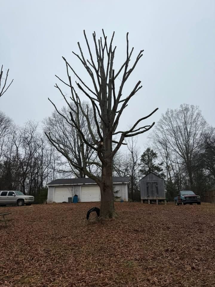 Tree Trimming for Down South Tree Care and Landscaping in Maiden, NC