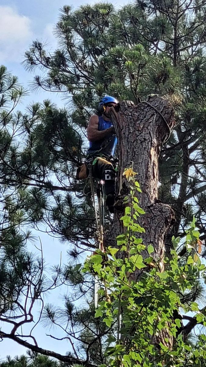 Tree Removal for David's Tree Service in Slidell, LA