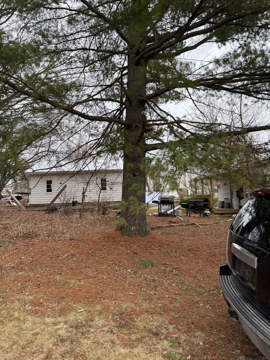 Tree Trimming for Sterlings Tree Removal in Cobleskill, New York