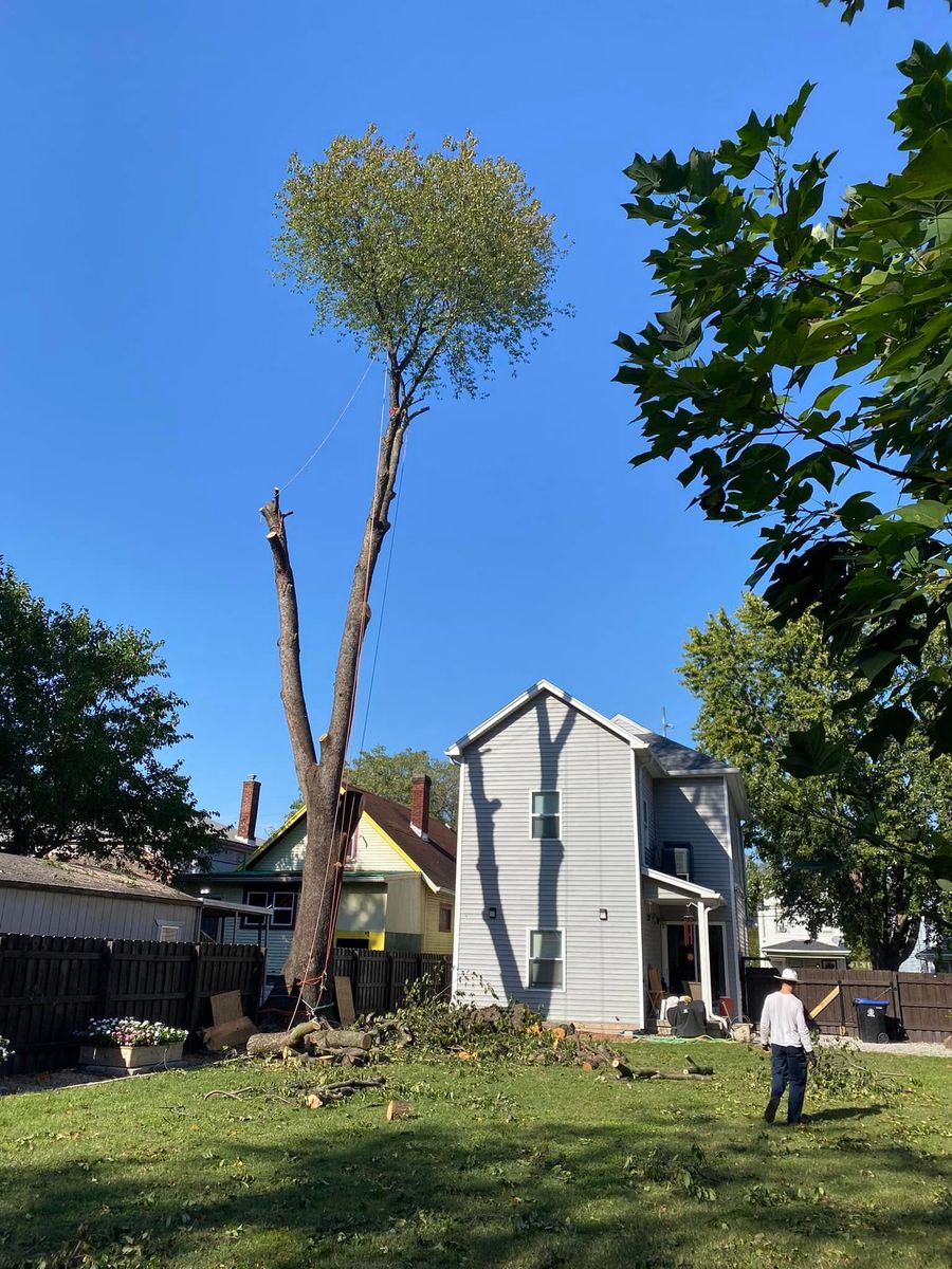 Tree Trimming for Houtz Tree Service in Lexington, KY