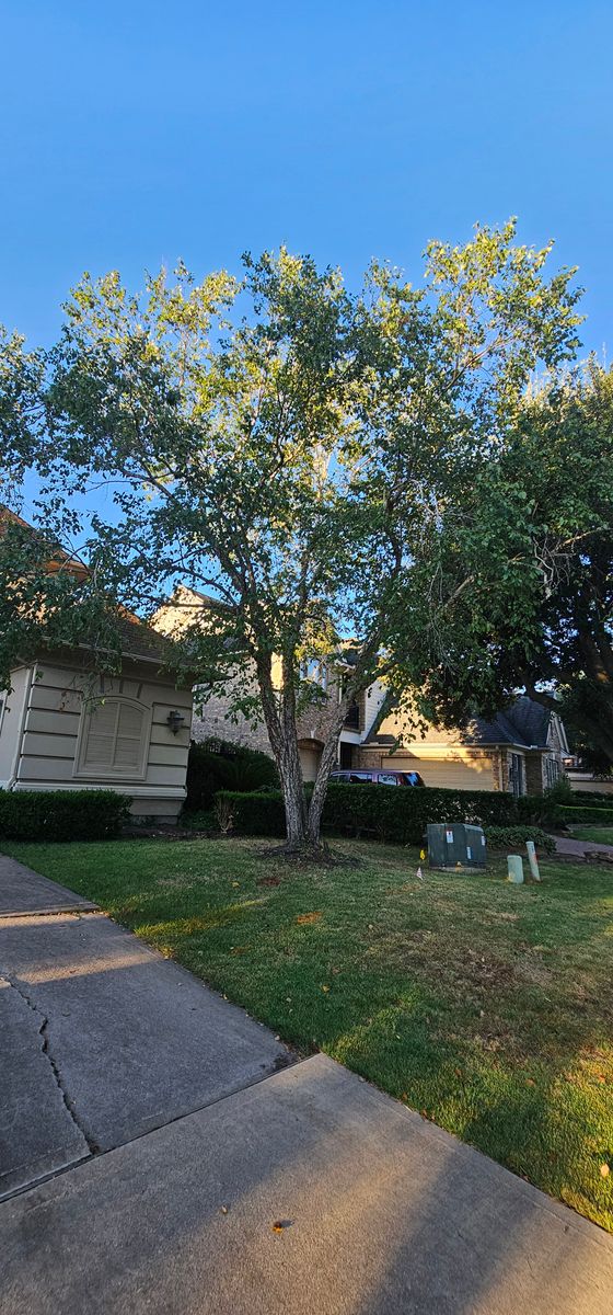 Tree Trimming for Servin's Tree Care  in Houston, TX