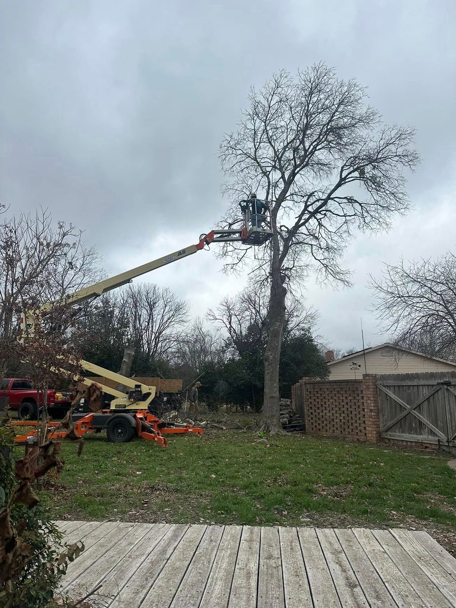 tree service- trimming and removals for CrossCut in Kempner, TX