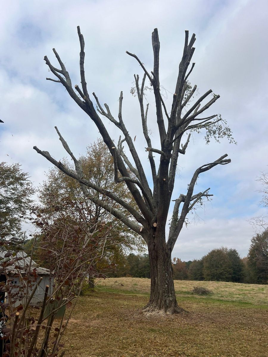 Fall Clean Up for Brooks Tree Service, LLC in Casar, NC