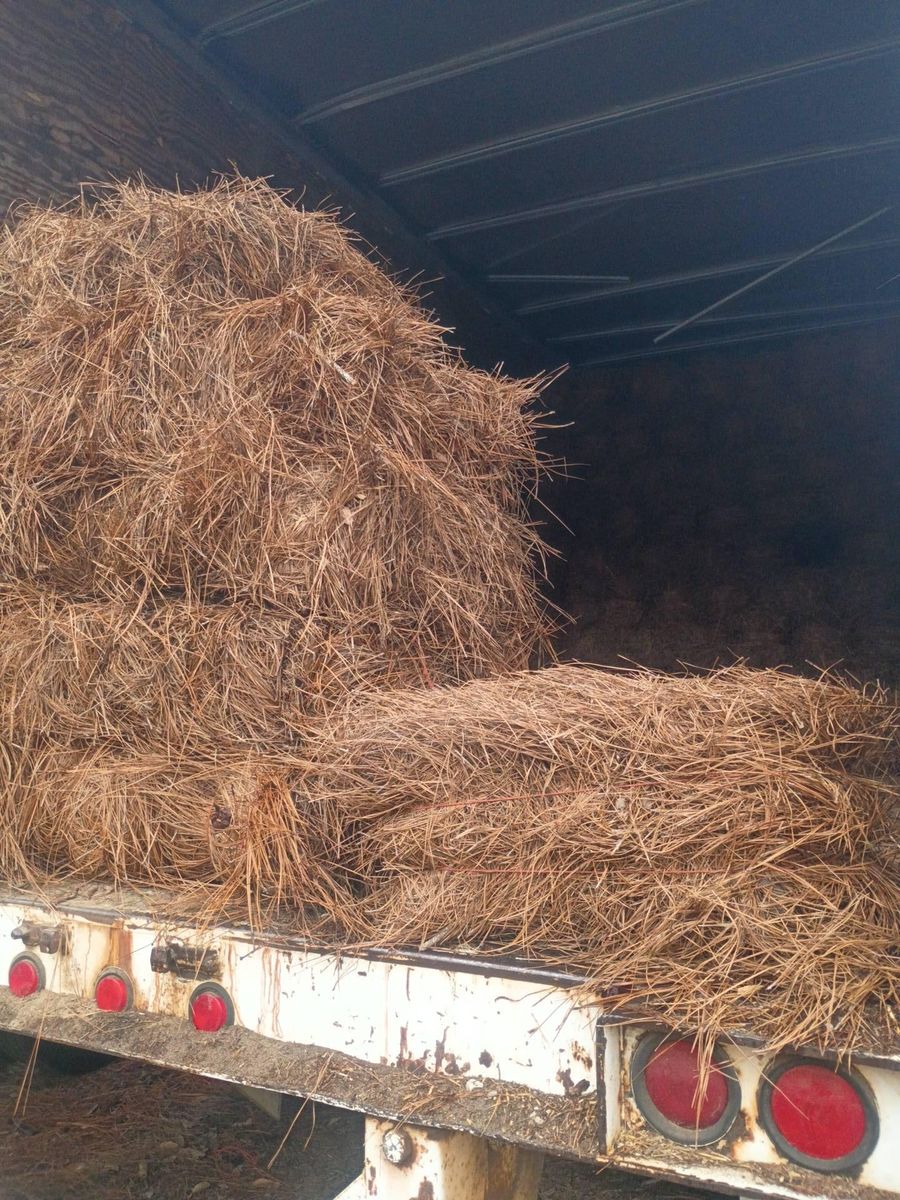 Pinestraw for BAM Another Pinestraw Lot in Flowery Branch, GA