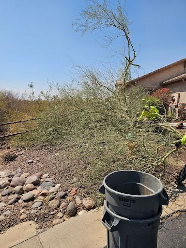 Tree Removal for T's Tree Service and Firewood in Apache Junction, AZ