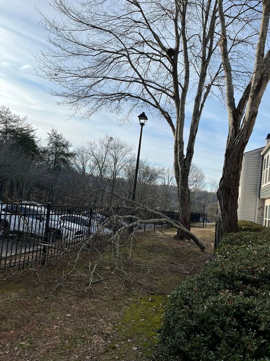 Tree Removal for High Tree Service & Landscaping in Atlanta, GA