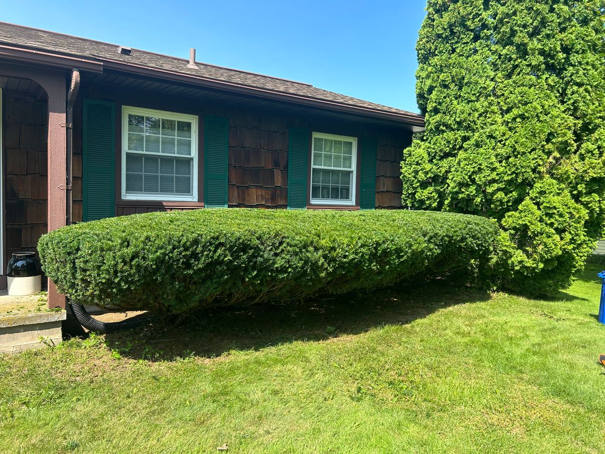 Shrub Trimming for S.H. Tree Service LLC in Hilton, NY