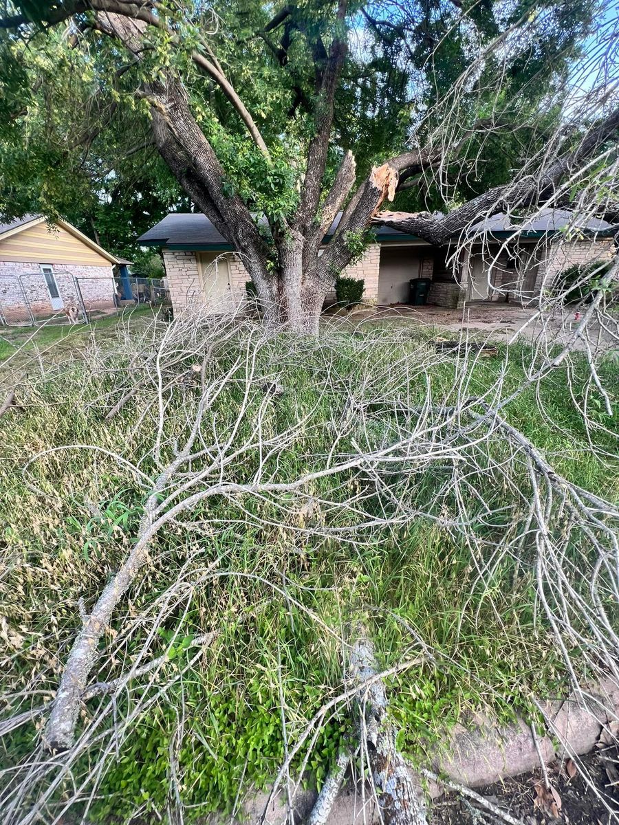 Tree Work for Green Turf Landscaping in Kyle, TX