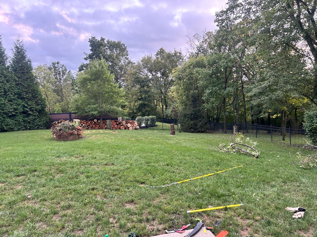 Tree Removal for Terra Steel Creations in Independence, KY