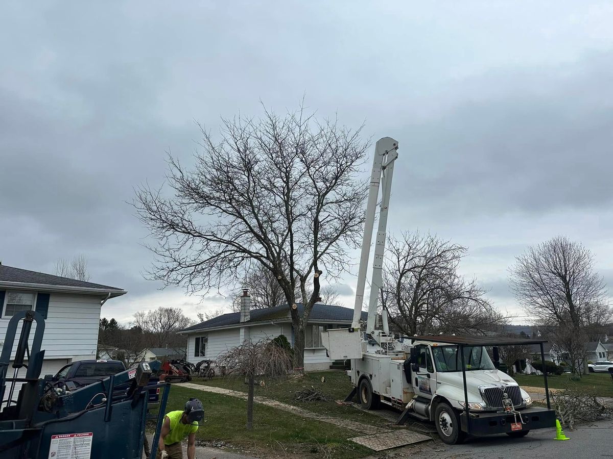 Technical Tree Cutting for All American Tree Services LLC in Dallas, PA