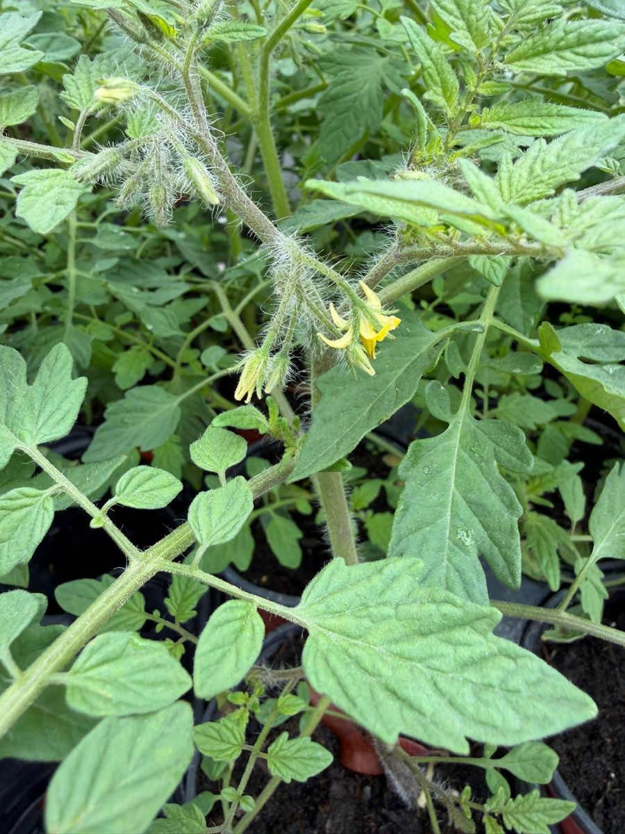 Cold-Hardy Potted Plants for Southern Roots Tree Farm in Crystal River, FL