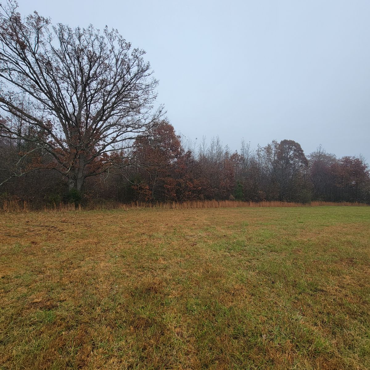 Tree Trimming & Removal for Z's Land Management & Forestry Mulching in Smithville, TN