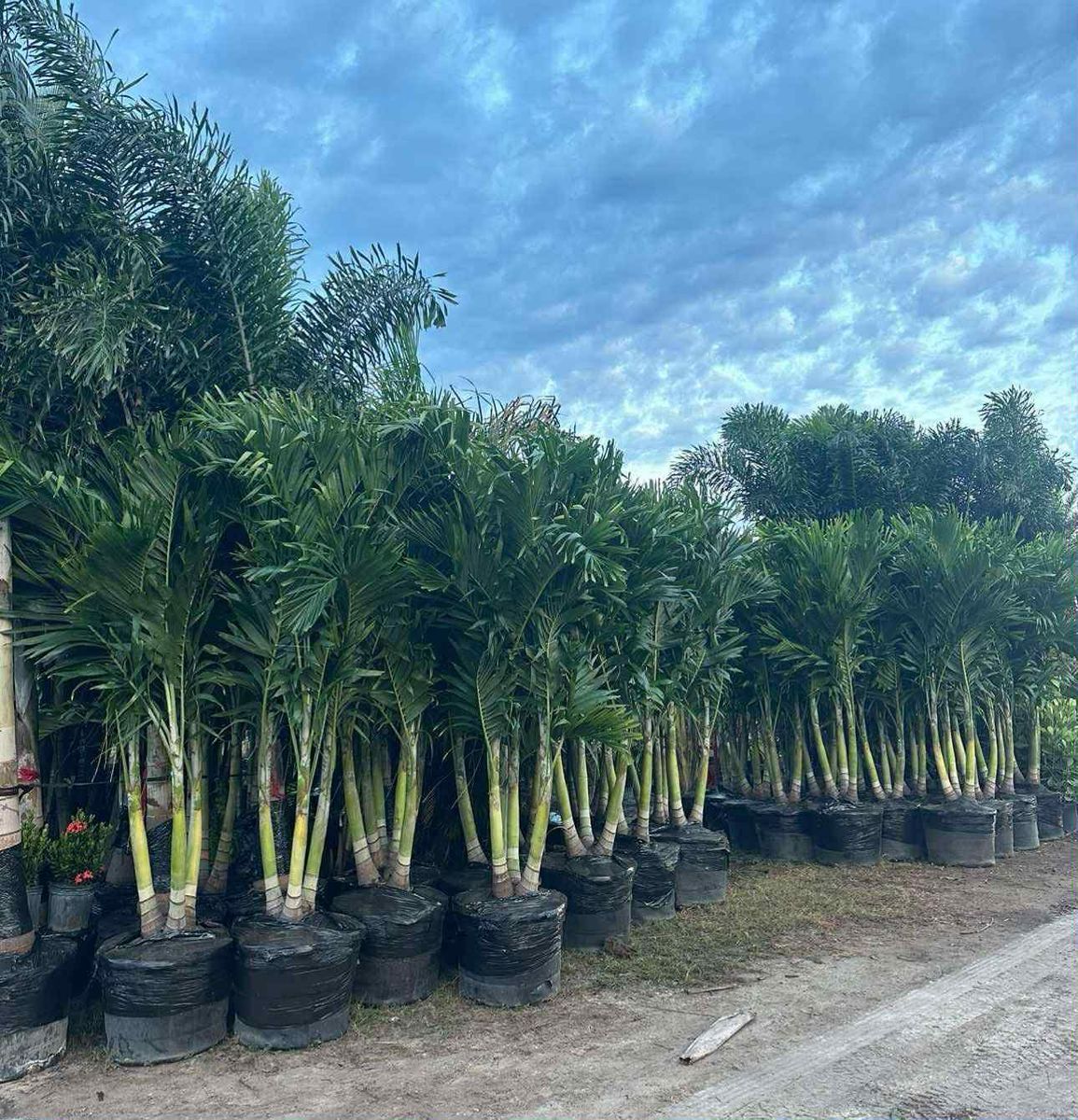 Palm and Trees for Plant World LLC in Cape Coral, FL