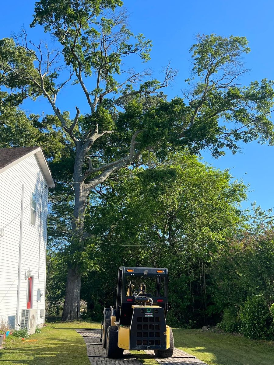 Tree Removal for James River Tree Service in Suffolk, VA