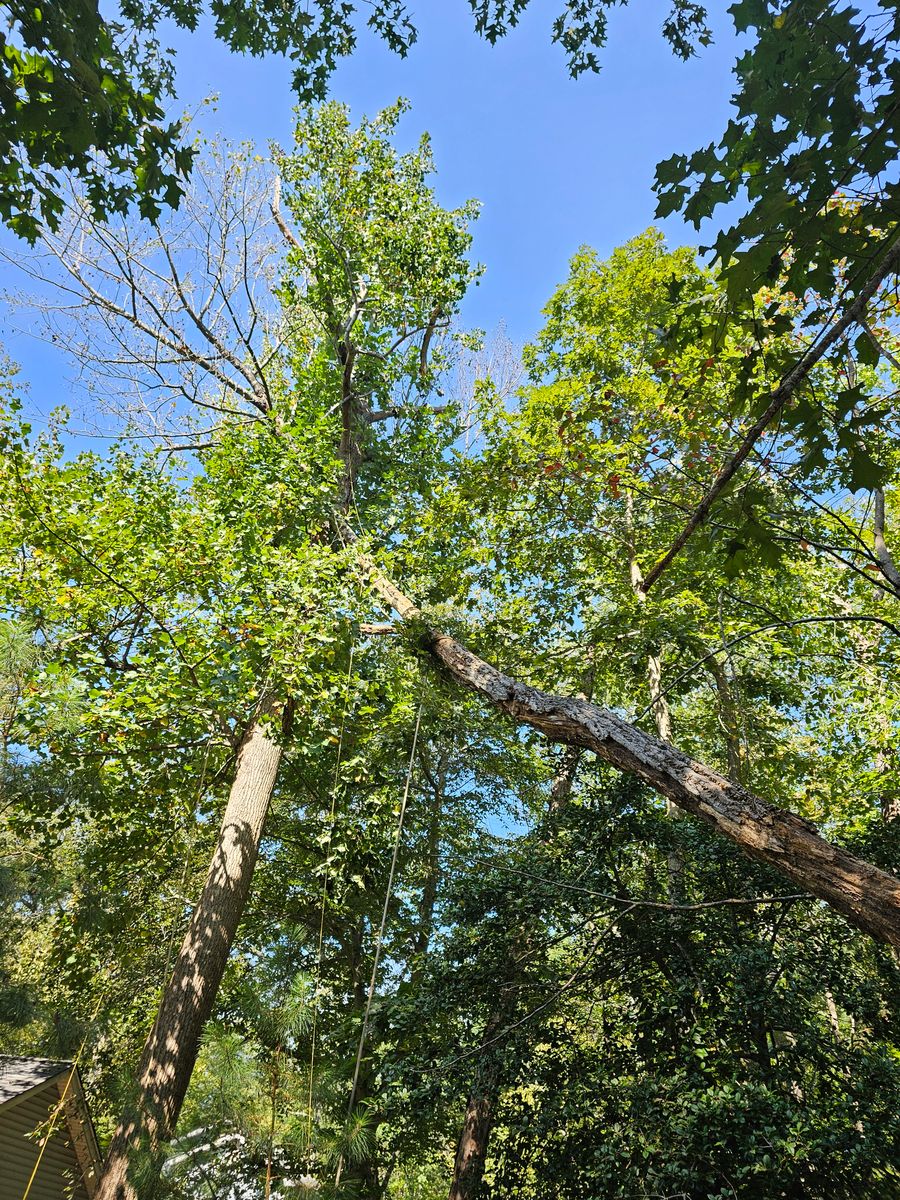 Tree Removal for Hired Gunz Services LLC in La Plata, MD