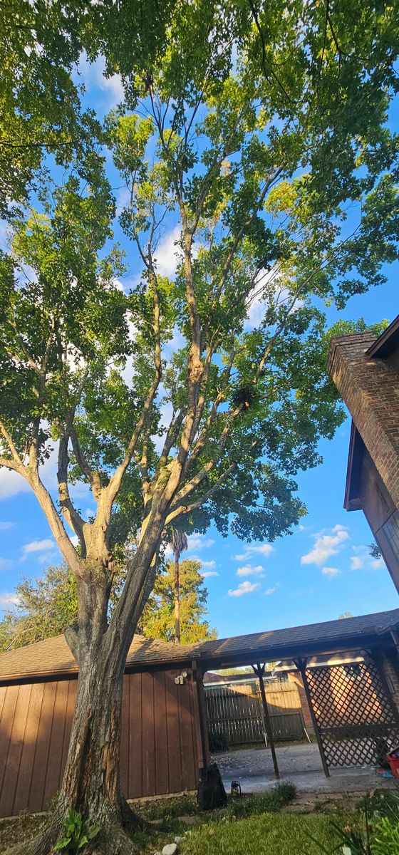 Tree Removal for Servin's Tree Care  in Houston, TX